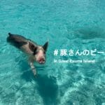 【バハマ・エグズーマ諸島】話題の豚が泳ぐビーチへ無人島ツアーで行ってきた!
