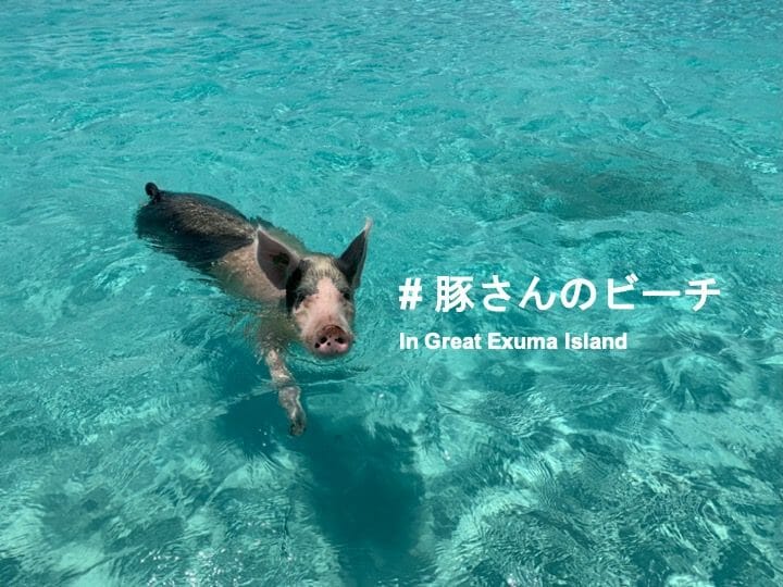 【バハマ・エグズーマ諸島】話題の豚が泳ぐビーチへ無人島ツアーで行ってきた！